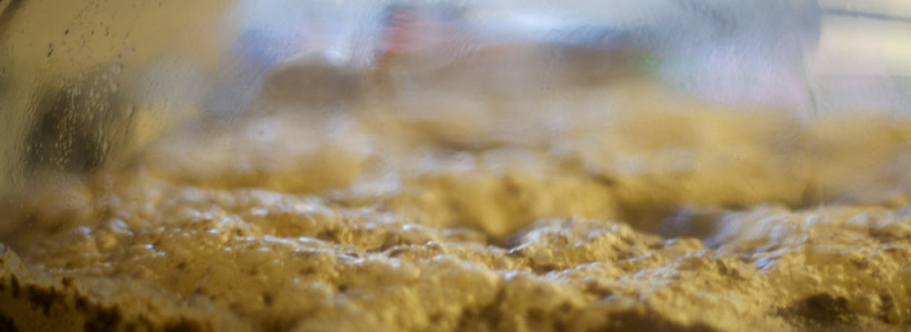 Beer Yeast in a Carboy