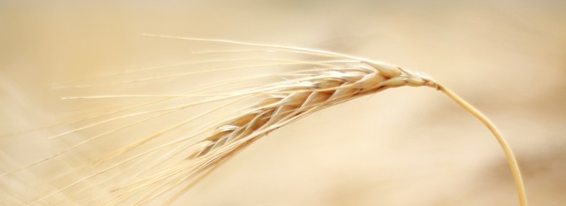 Barley Field