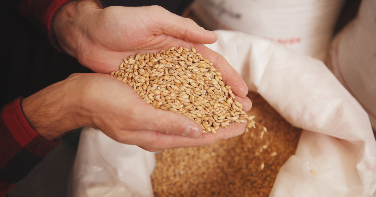 two hands holding a bunch of malt grains