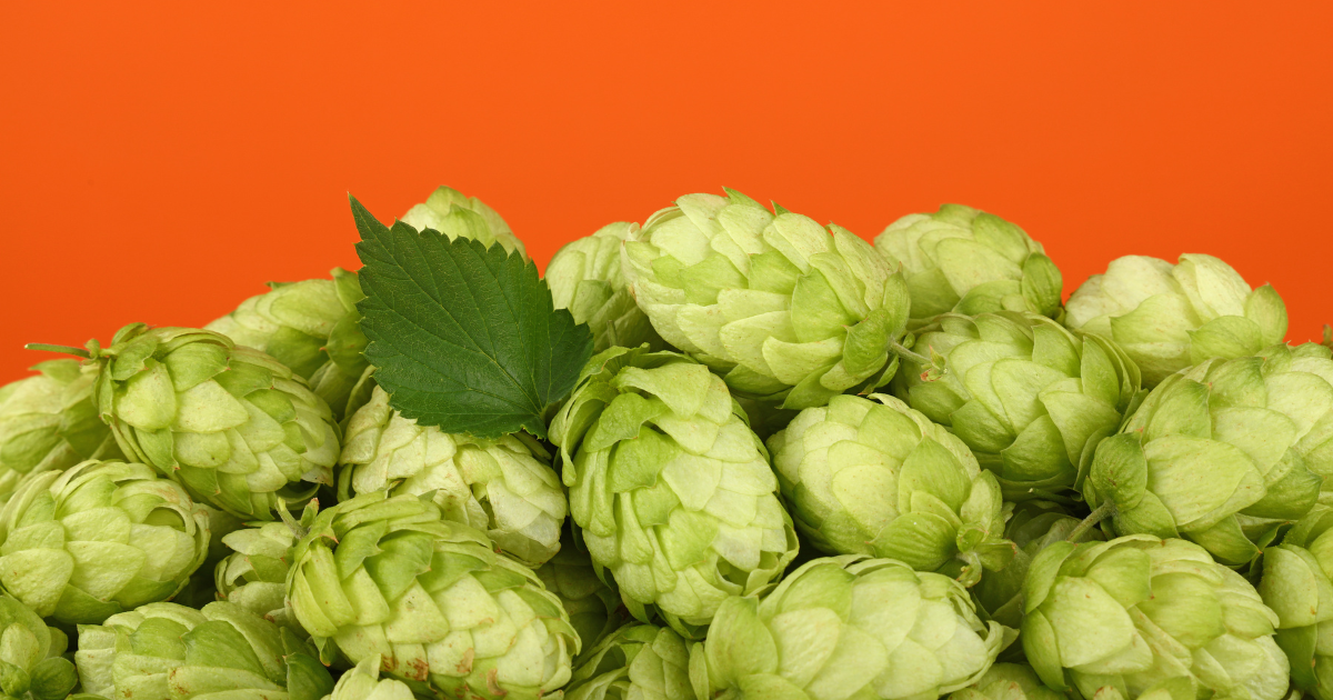 Understanding Hops: Beer’s Spice Mix