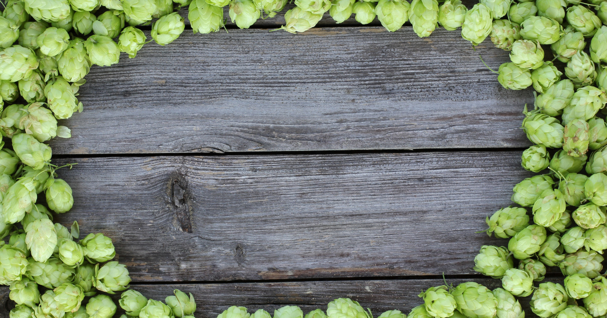 Fresh hop cones on a wooden table